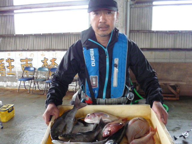 桜井さんは大きなチダイ釣り過ぎ！