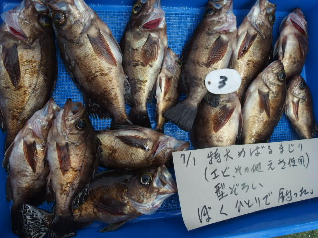 師崎沖のメバルは身が締まって特に美味い！